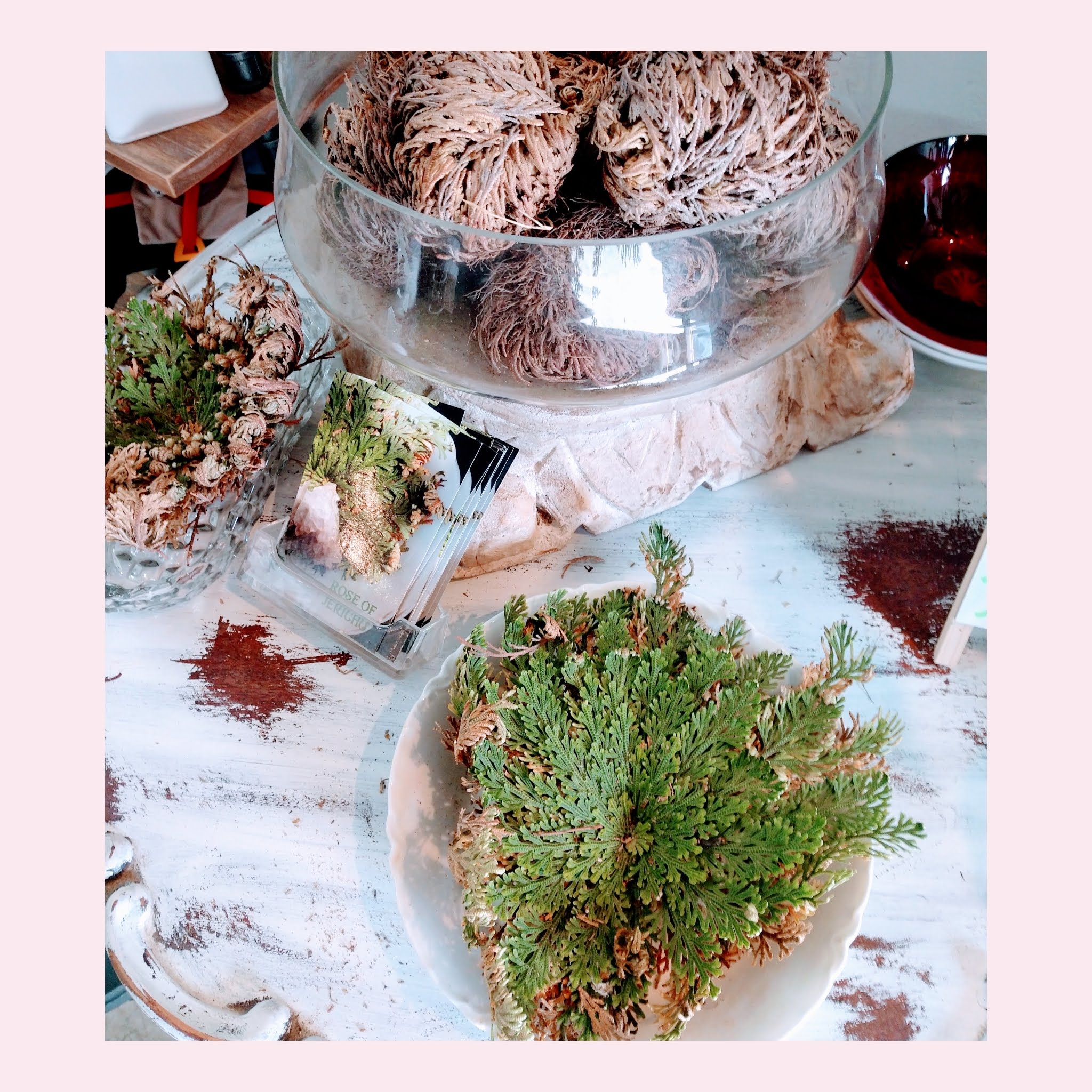 The Spiritual Uses of Rose of Jericho: The Resurrection Plant
